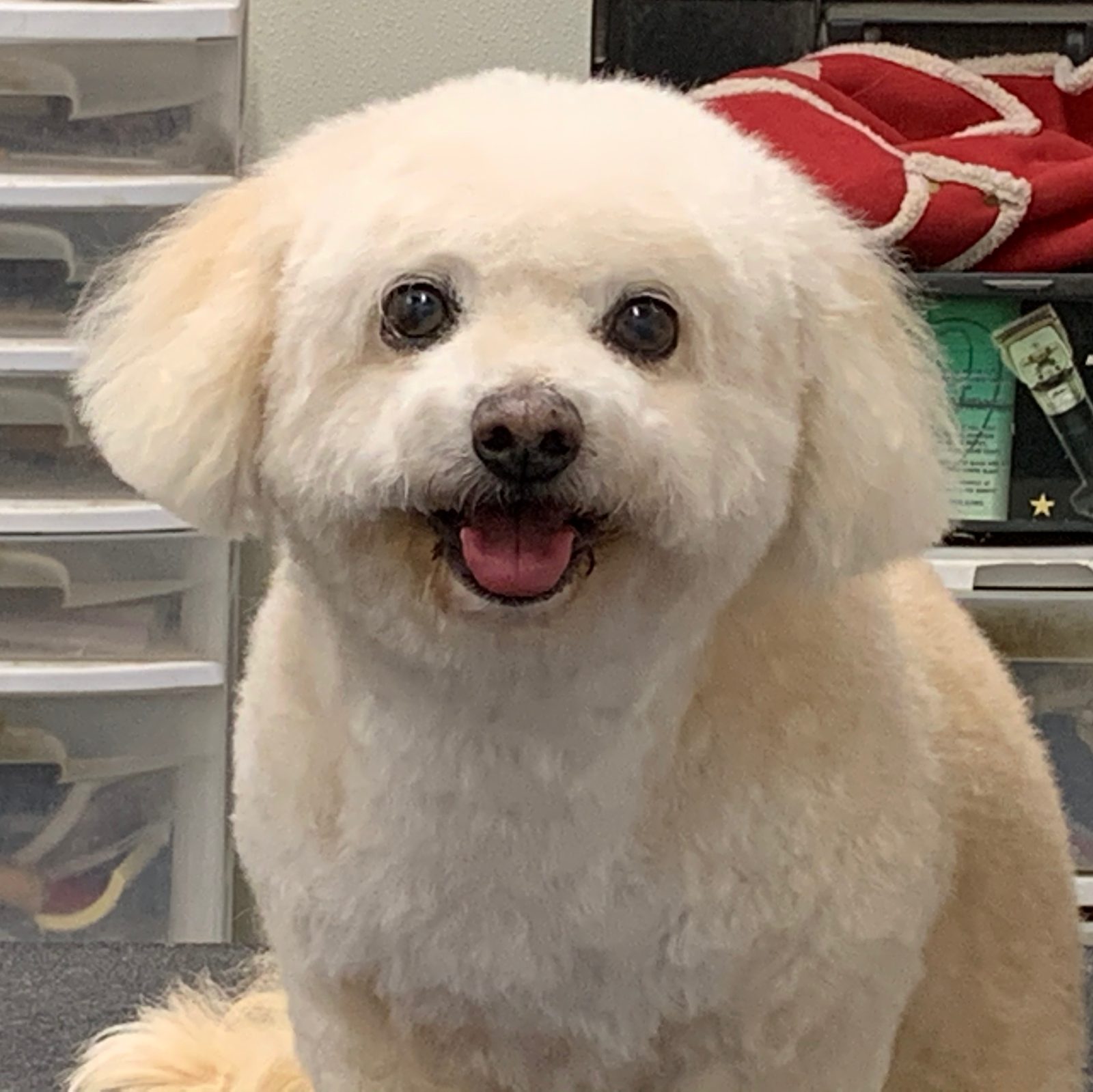 Smiling freshly groomed cream Bichon at Sellers Pet Grooming