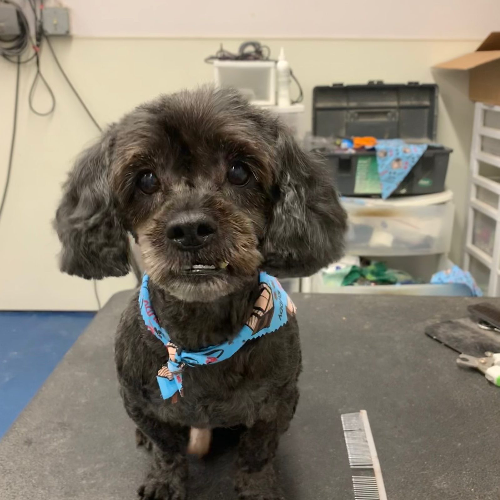 Freshly groomed pet at Sellers Pet Grooming