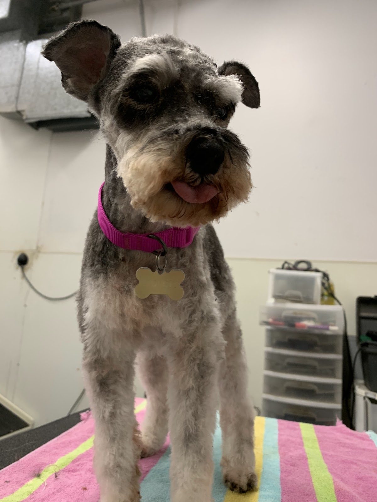 Freshly groomed pet at Sellers Pet Grooming