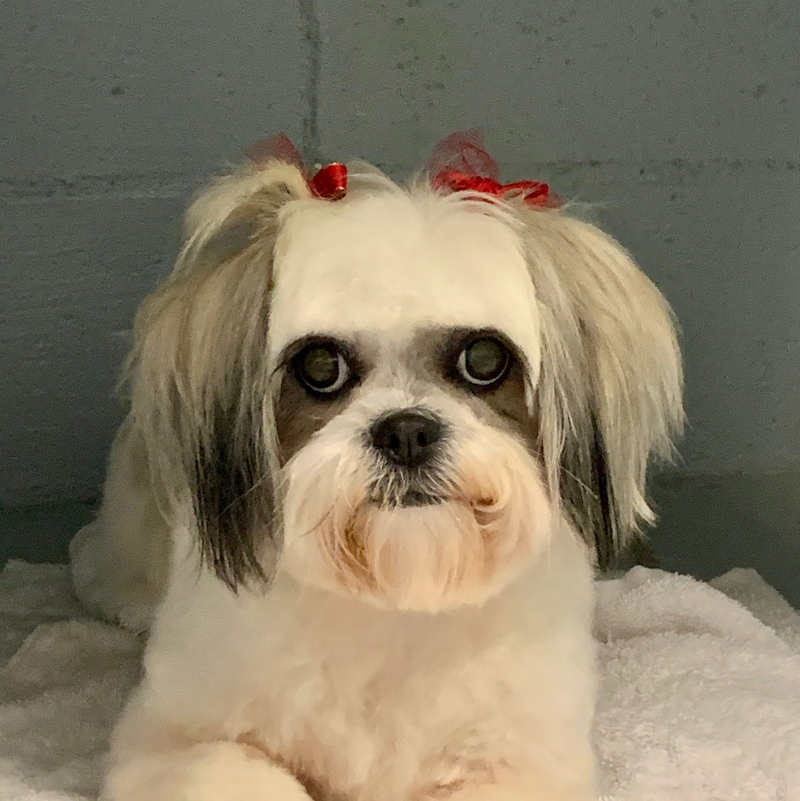 Haircuts & Styling at Sellers Pet Grooming