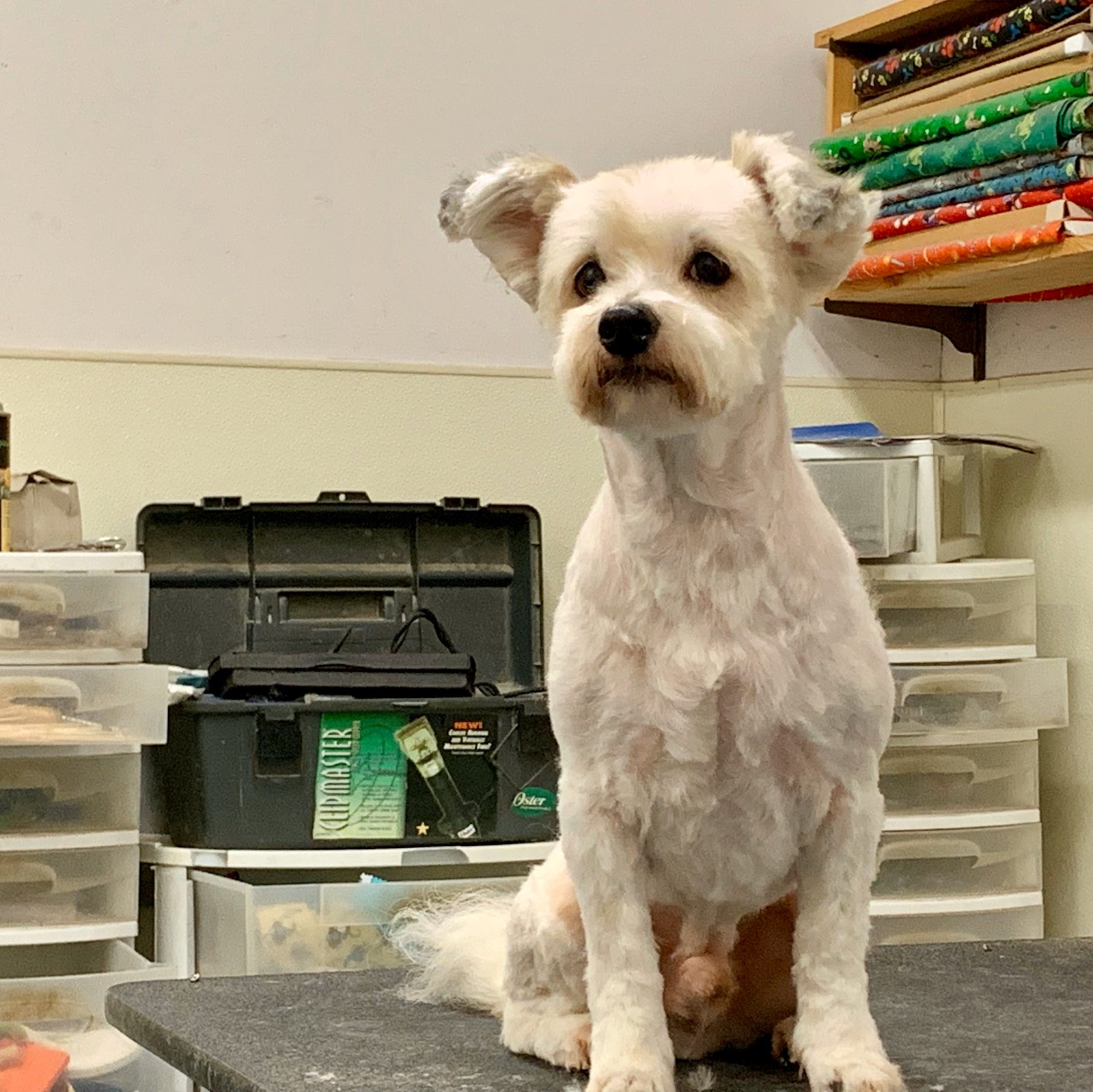 Freshly groomed pet at Sellers Pet Grooming
