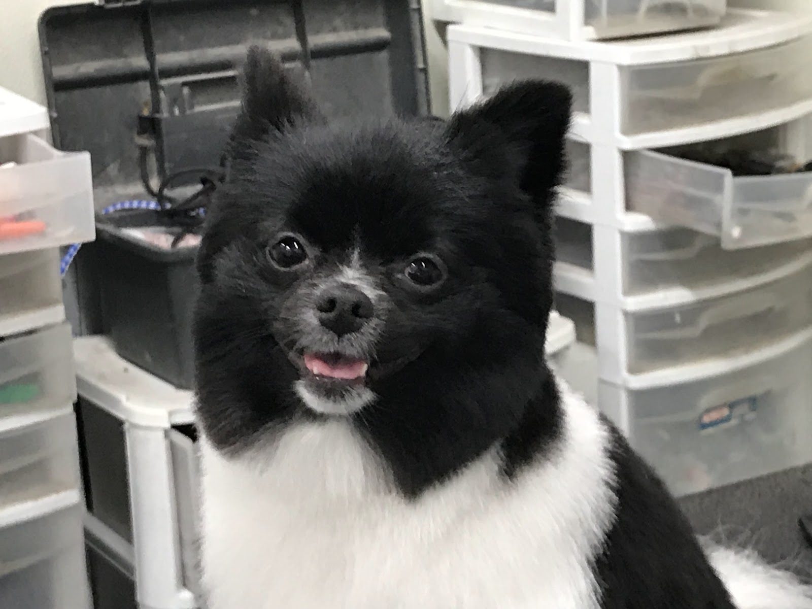 Freshly groomed pet at Sellers Pet Grooming