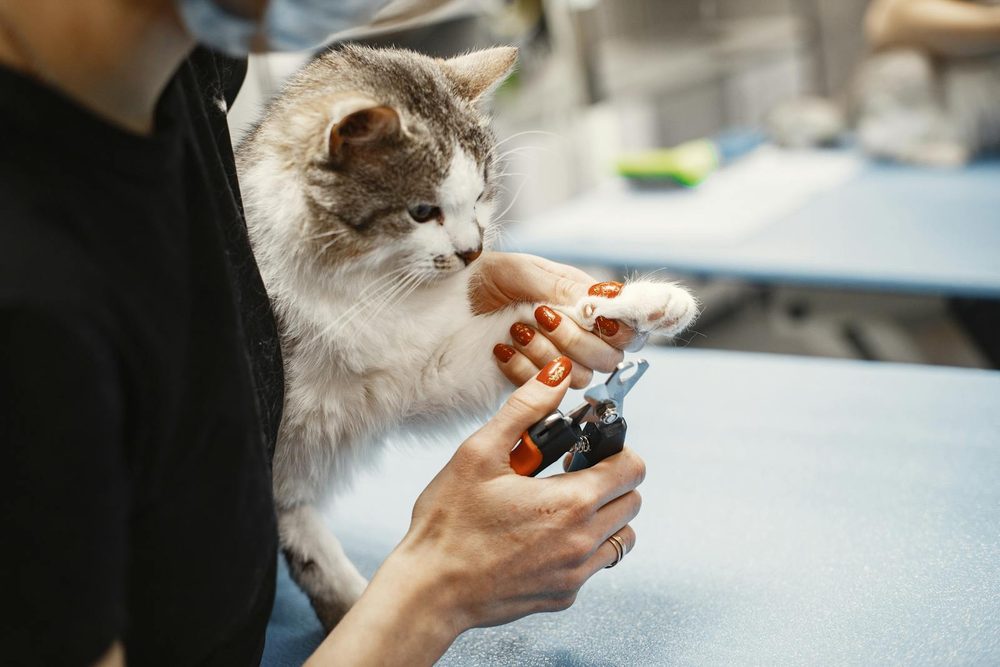 Nail Trims at Sellers Pet Grooming
